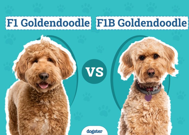 f1-goldendoodle_1758646150