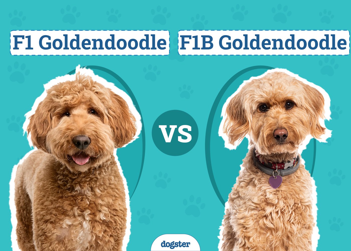 f1-goldendoodle_1758646150
