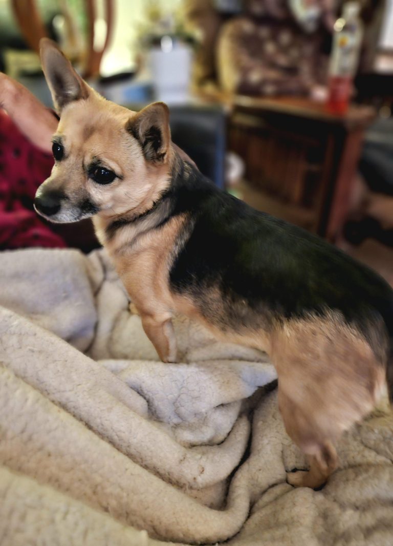 german-shepherd-chihuahua-mix_1758646071