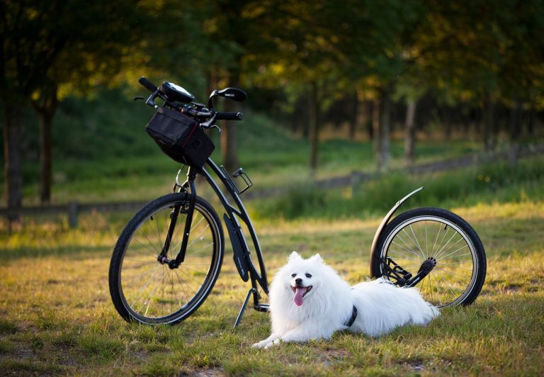 Dog, pet, scooter — "Enjoy NFL Action with Live Streaming"
