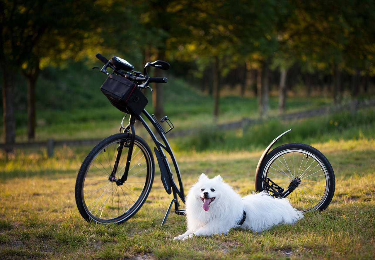 Dog, pet, scooter — "Enjoy NFL Action with Live Streaming"
