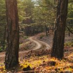 A winding dirt path through a forest with tall trees on either side, symbolizing a journey.