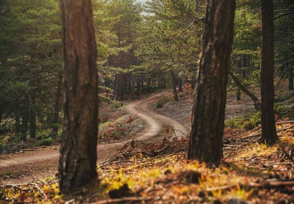 A winding dirt path through a forest with tall trees on either side, symbolizing a journey.