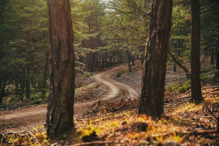 A winding dirt path through a forest with tall trees on either side, symbolizing a journey.