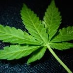 Close-up of a cannabis leaf on a dark background