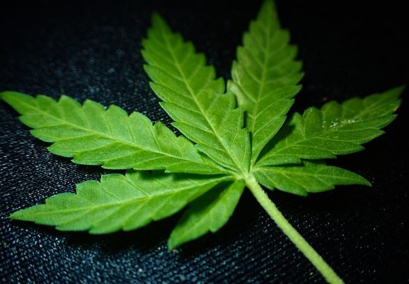 Close-up of a cannabis leaf on a dark background
