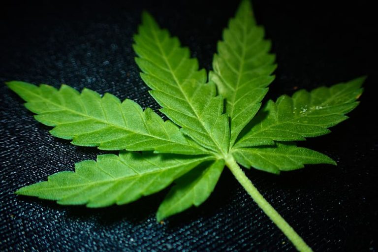 Close-up of a cannabis leaf on a dark background