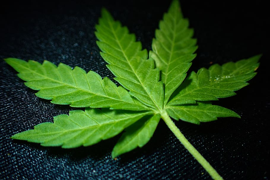 Close-up of a cannabis leaf on a dark background